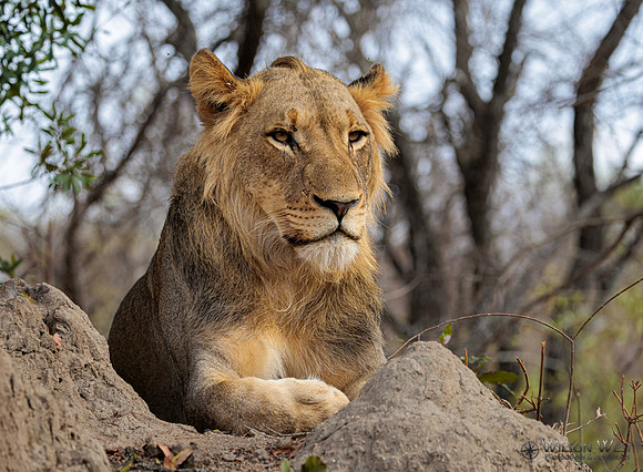 Lion