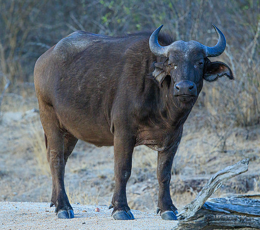 Cape Buffalo