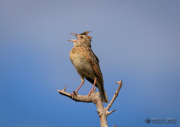 Rufous-naped Lark