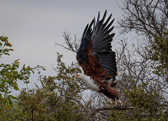 African Fish Eagle