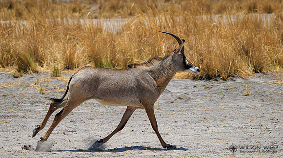 Roan Antelope