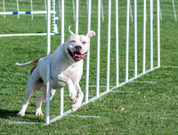 Dog Agility 2017
