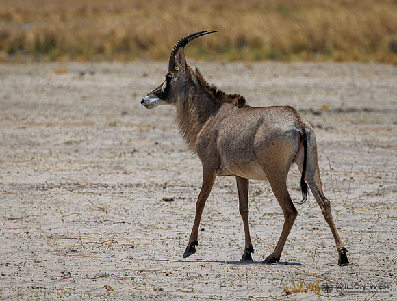 Roan Antelope
