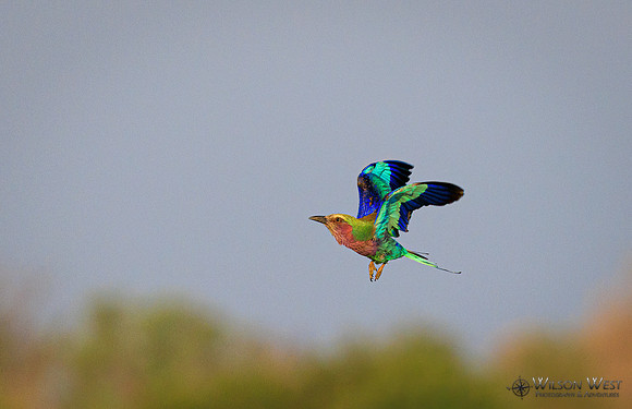 Lilac-breasted Roller