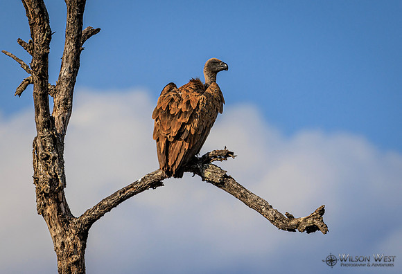 White-backed Vulture