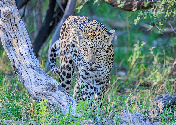 Leopard