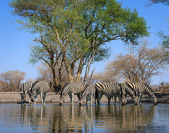 Burchell's Zebra