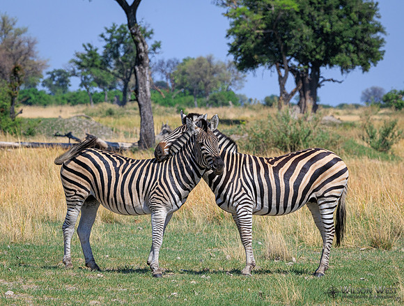 Burchell's Zebra