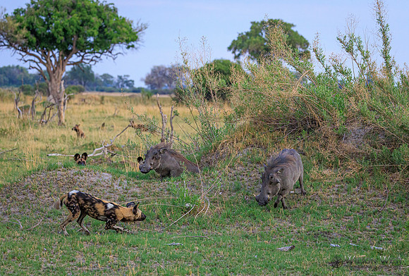 African Wild Dog, Warthog