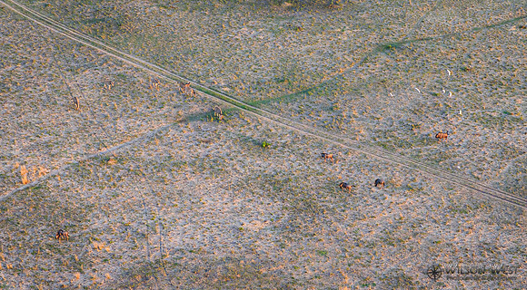 Okavango Delta Helicopter, Blue Wildebeest, Zebra