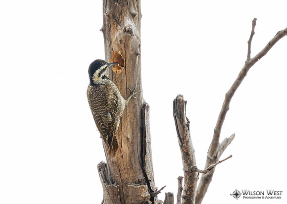 Bearded Woodpecker