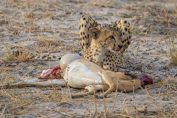 Cheetah