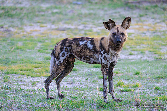 African Wild Dog