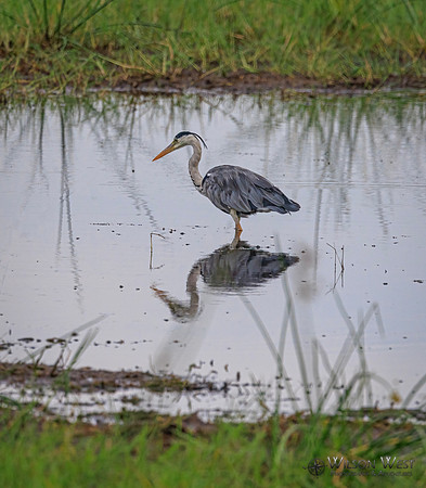 Gray Heron