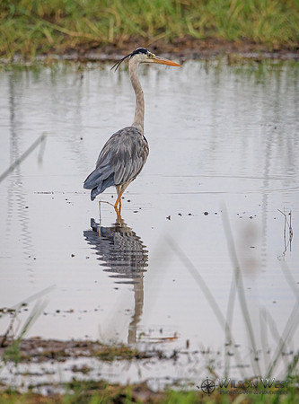 Gray Heron