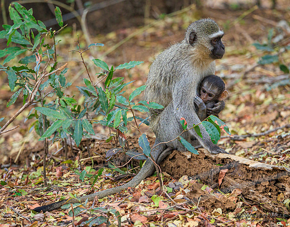 Vervet Monkey