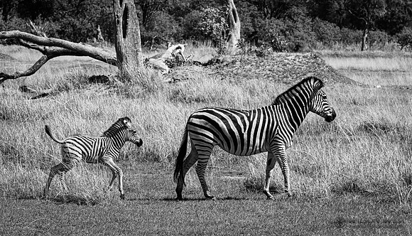 Burchell's Zebra