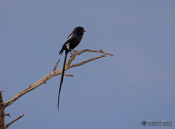 Magpie Shrike