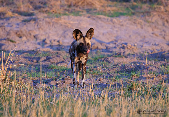 African Wild Dog