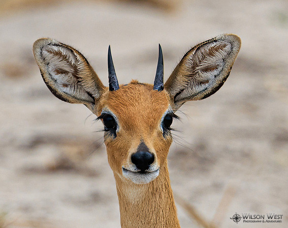 Steenbok