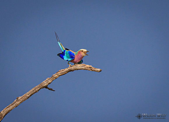 Lilac-breasted Roller