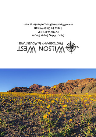 Death Valley - Desert Gold Super Bloom - 3
