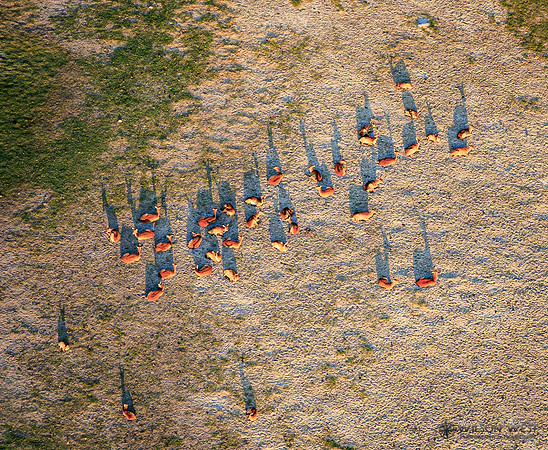 Okavango Delta Helicopter, Red Lechwe