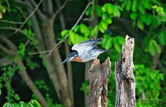 Giant Kingfisher