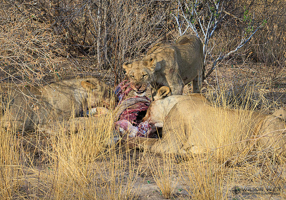 Lions eating a kudu
