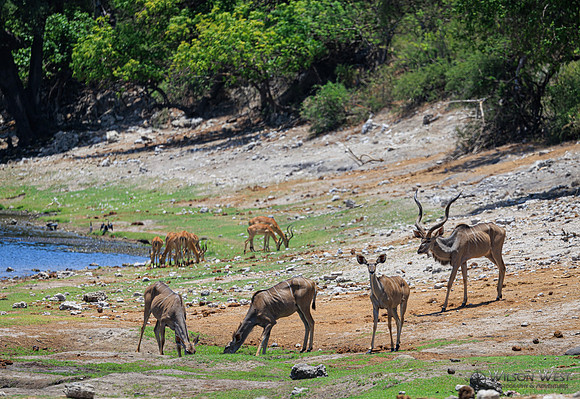 Greater Kudu, Impala