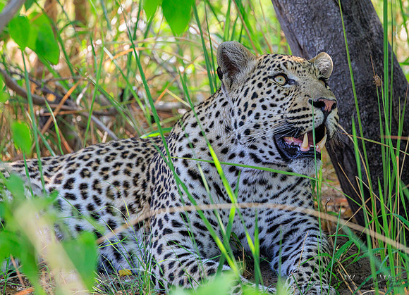 Leopard