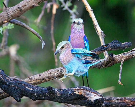 Lilac-breasted Roller