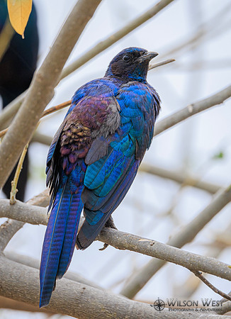 Burchells Starling
