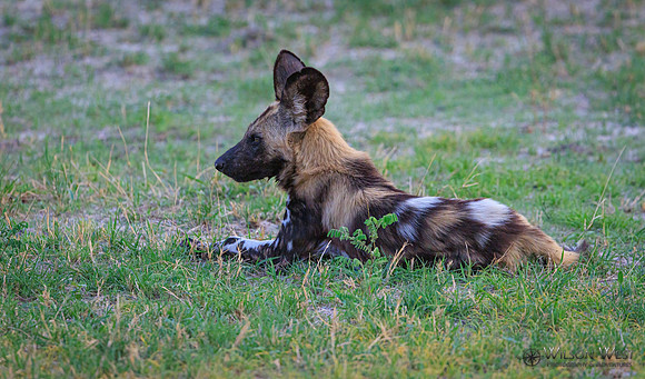 African Wild Dog