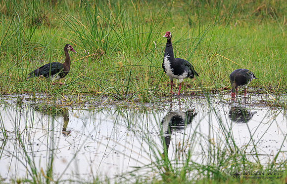 Spur-winged Goose