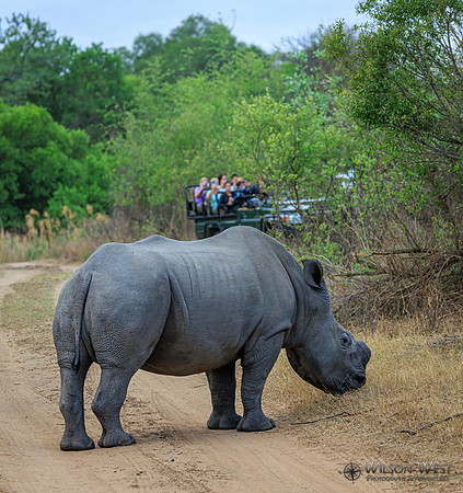 White Rhinoceros