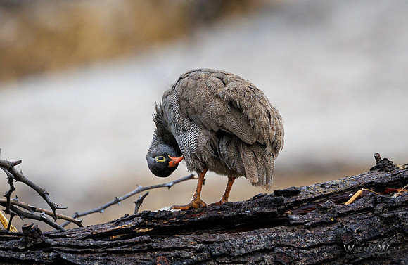 Red-billed Spurfowl