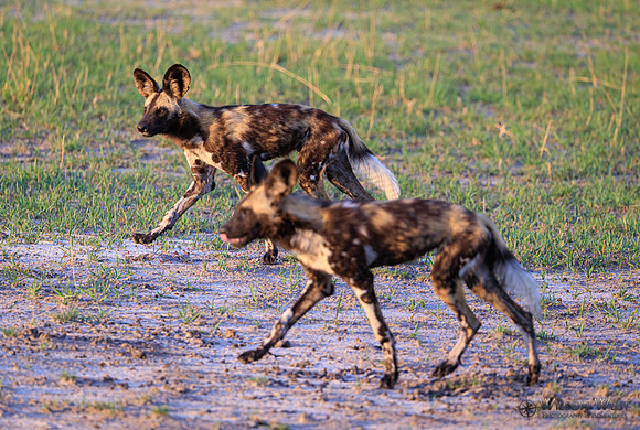 African Wild Dog