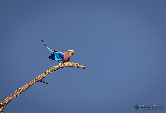 Lilac-breasted Roller