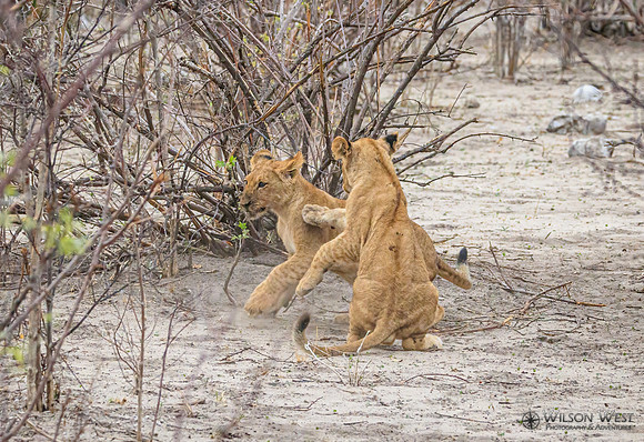 Lion