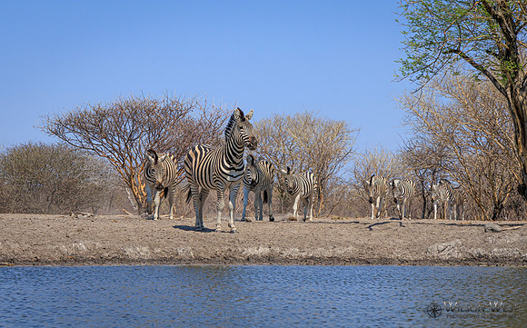 Burchell's Zebra