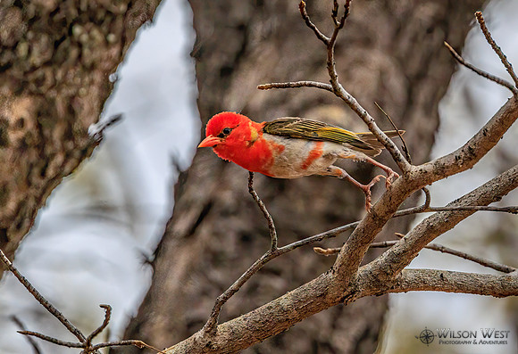 Red-headed Weaver