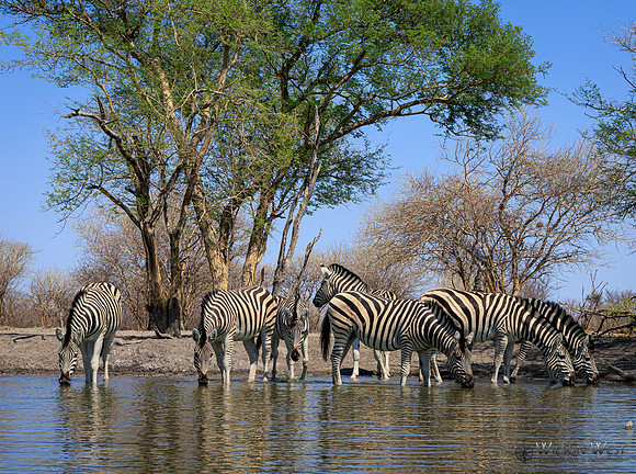 Burchell's Zebra