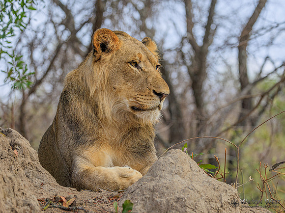 Lion