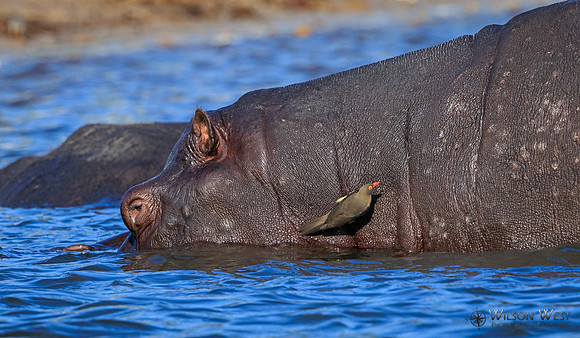Hippopotamus