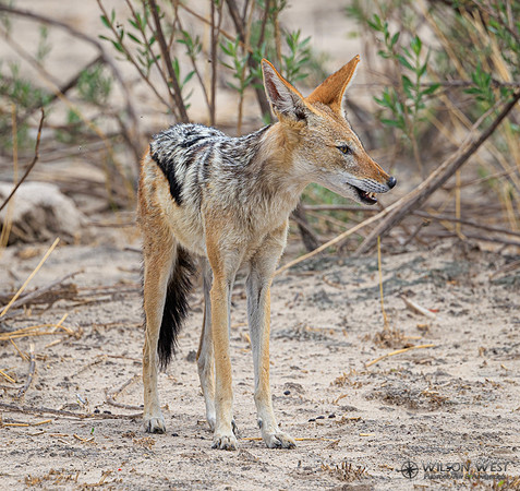 Black-backed Jackal