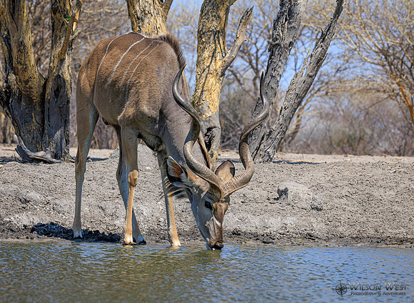 Greater Kudu