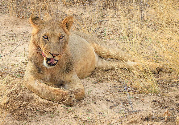 Lion