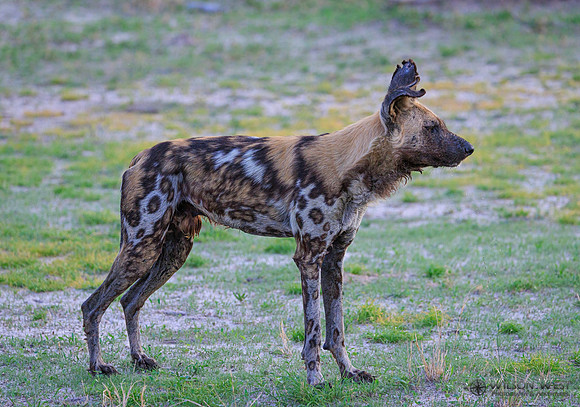 African Wild Dog