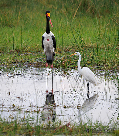 Saddle-billed Stork, Great Egret